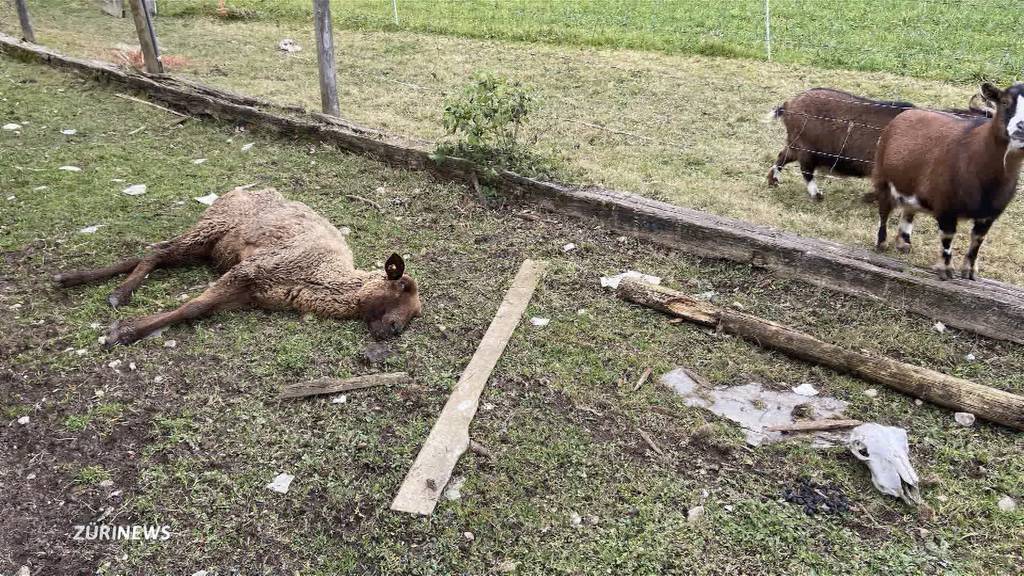 Tierdrama von Oftringen: Staatsanwaltschaft fordert Tierhalteverbot