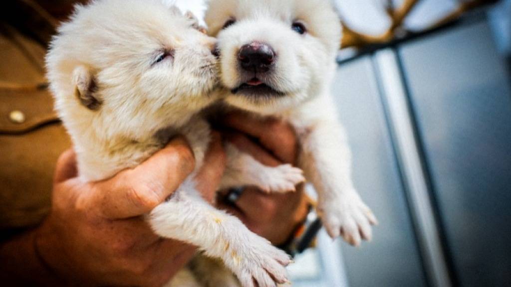 Unternehmen züchtet Wolf mit Genen einer ausgestorbenen Art