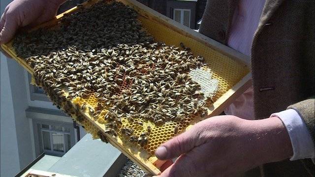Luxus-Hotel beherbergt Bienen-Kolonie