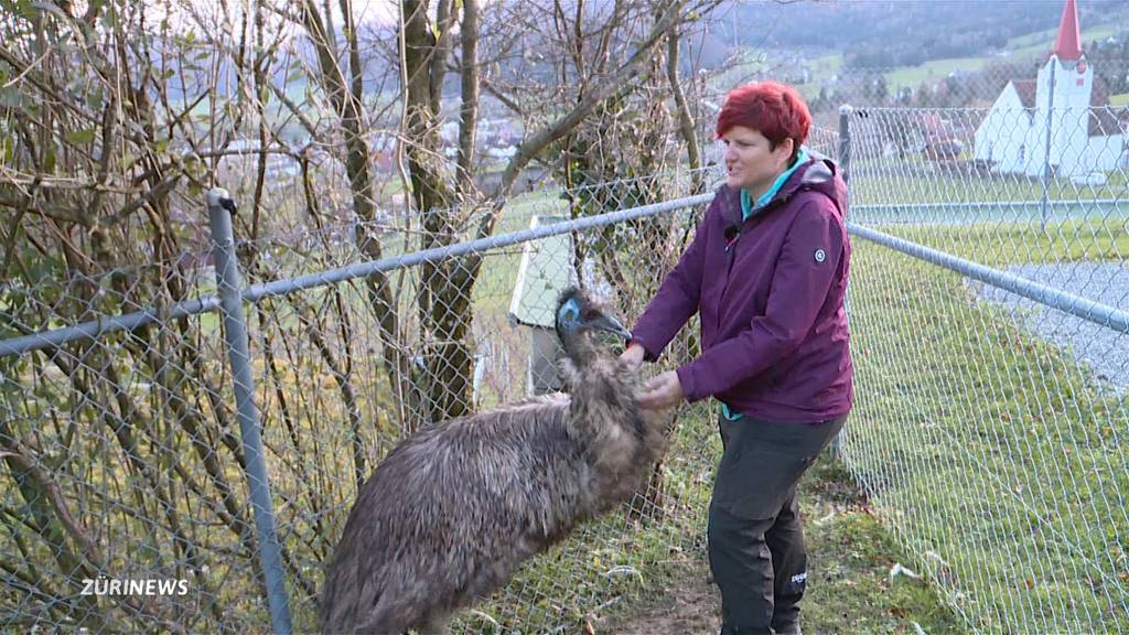 Nach dem Skandal: Ein neues Zuhause für die ERZ-Emus