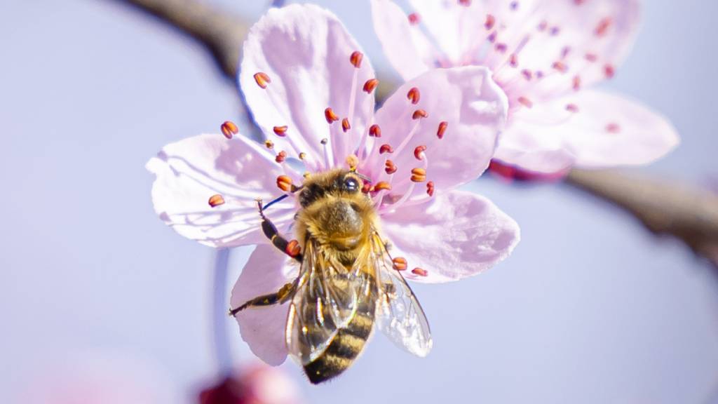 Ackerland vertreibt laut einer Studie bestäubende Insekten