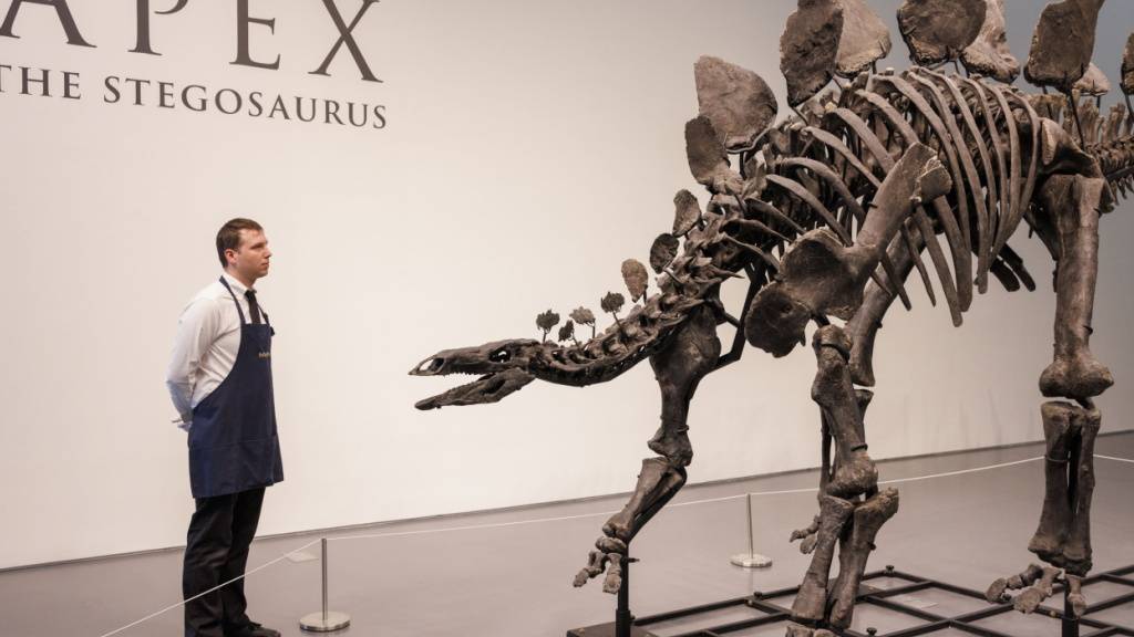 Grösstes Stegosaurus-Skelett soll in New York versteigert werden