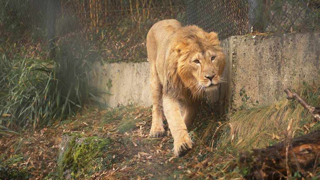 Der Zoo Zürich hat wieder ein Löwenmännchen