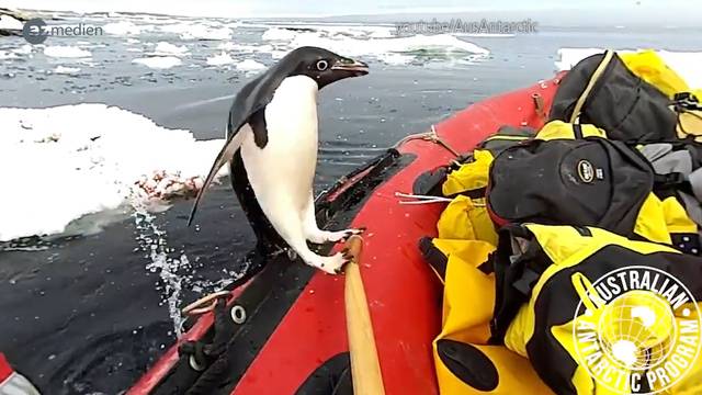 Wenn Pinguine unsere Lachmuskeln strapazieren