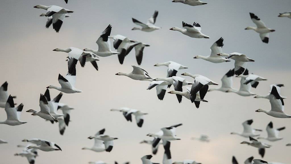 Wildgänse in den USA (Archiv). In Butte, Montana, landeten tausende der Zugvögel im vergifteten See eines ehemaligen Kupfertagebaus und verendeten dort. Sie waren vor einem Schneesturm geflüchtet.