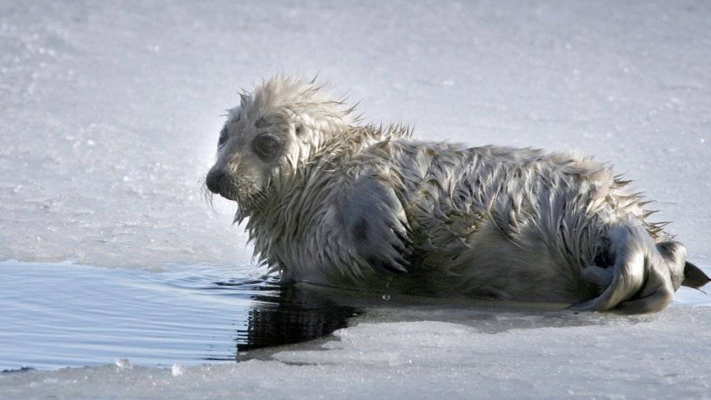 Jungtiere sind bei ihnen hocherwünscht: Die Saimaa-Ringelrobbe ist gefährdet, weshalb Umweltschützer Schnee aufhäuften, um Geburtsplätze für die Robben zu schaffen. (Archivbild)