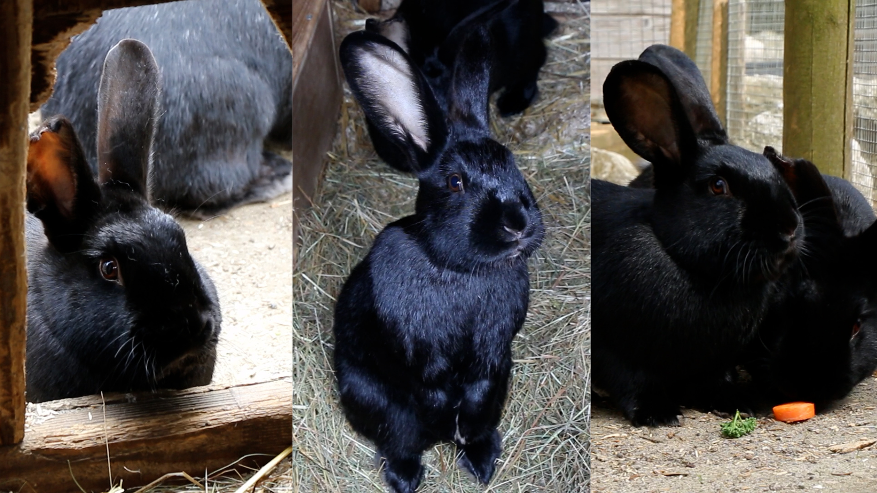 Kaninchen Dimitri, David und Dennis