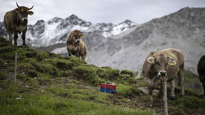 Schweizer Alpsaison wird zum Kulturerbe