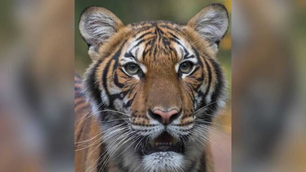 Tiger in New Yorker Zoo positiv auf Coronavirus getestet