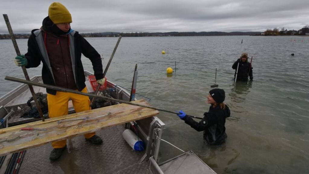 Mitarbeiterinnen und Mitarbeiter des Thurgauer Amts für Archäologie entnehmen einen Sediment-Bohrkern aus dem Bodensee bei Ermatingen.