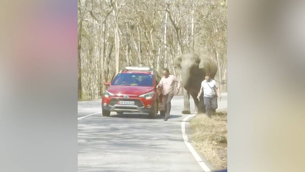 Touristen wollen Selfie mit Elefant – dieser nimmt die Verfolgung auf