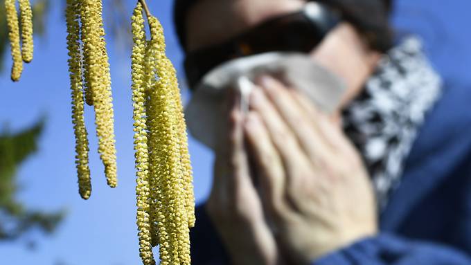 Pollen plagen Allergikerinnen und Allergiker schon im Winter