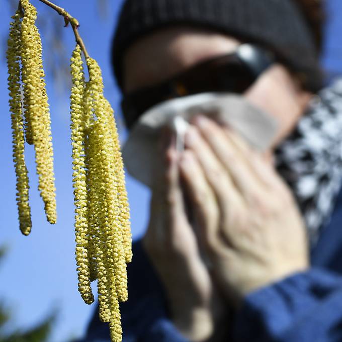 Pollen plagen Allergikerinnen und Allergiker schon im Winter