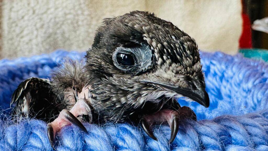 Mauersegler in Not: So gelingt die erste Hilfe
