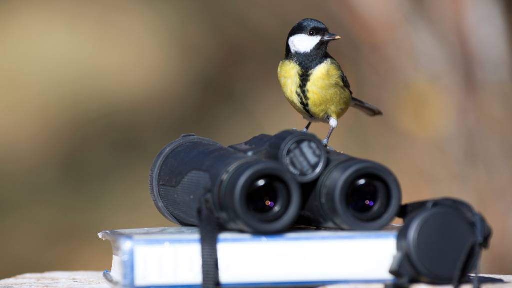 Hobby-Ornithologen gesucht: Zählt die Vögel