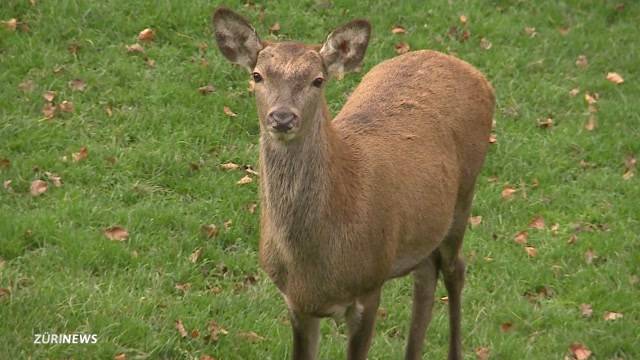 Killervirus verursacht Massensterben in Tierpark