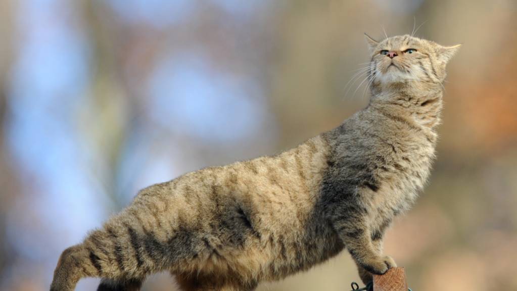 Pro Natura hat die Europäische Wildkatze zum Tier des Jahres 2020 erkoren. (Archivbild)