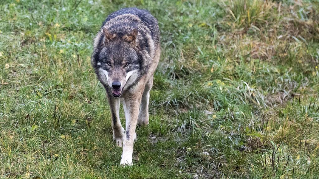 Im Kanton Graubünden sollen mehrere Wölfe geschossen werden. (Symbolbild)