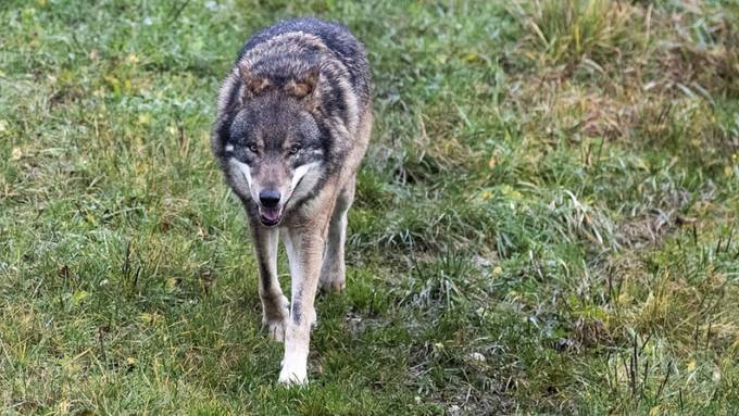 162 Risse: Graubünden gibt Wölfe zum Abschuss frei