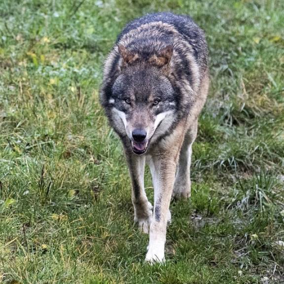 162 Risse: Graubünden gibt Wölfe zum Abschuss frei