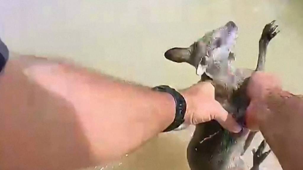Australische Polizei rettet junges Känguru aus den Fluten