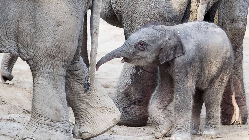 Im Jahr 2018 ist das asiatische Elefantenmädchen Ruwani zur Welt gekommen.