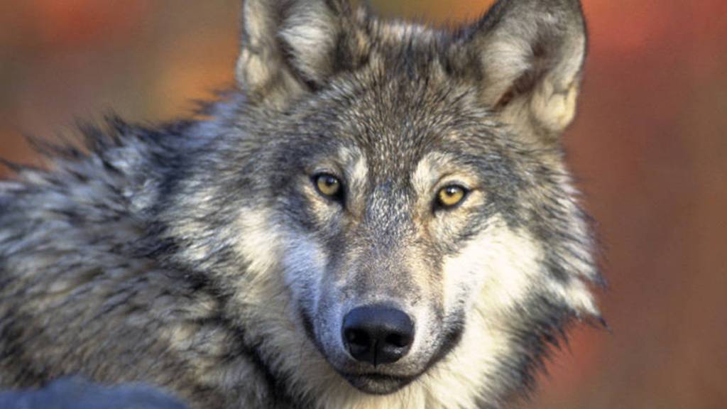 Das Wolfshalsband verbreitet Pheromone, um das Raubtier von den Nutztieren fernzuhalten. (Archivbild).