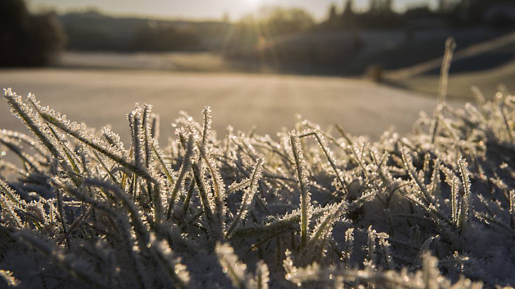 Die aktuelle Wetterlage hat das Risiko für Schäden durch Spätfrost erhöht. (Archivbild)