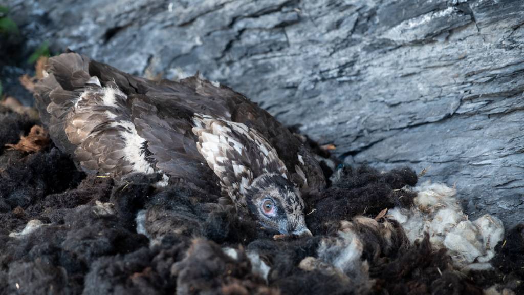 Der frisch in die Freiheit entlassene Bartgeier kauert in seinem neuen Nest.