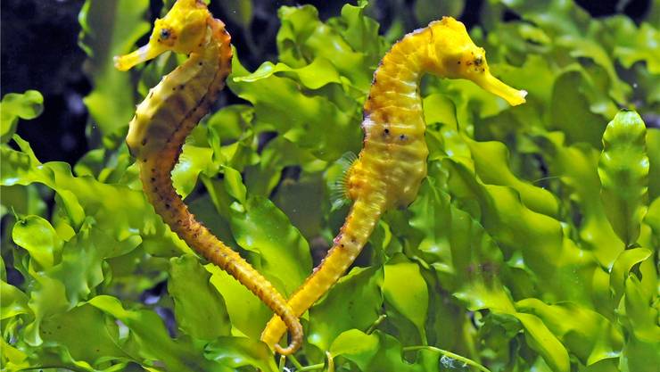 Sie Schauen Gerne In Aquarien Fische Beobachten Wird Nie Langweilig Baden rgau Badener blatt