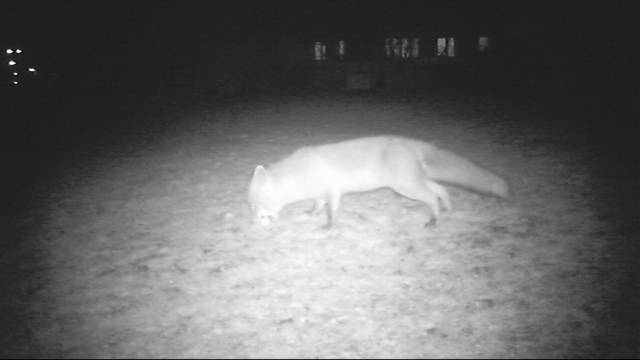 Fuchs klaut Golfbälle