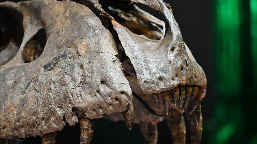 Eine lange Debatte ist aufgeklärt: Ein kleiner Dinosaurier war laut Forschenden kein jugendlicher T-Rex, sondern bildet eine andere Art. (Symbolbild)