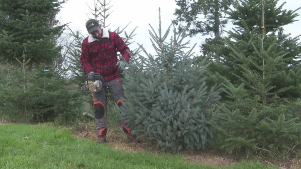 Christbaumverkauf läuft heiss