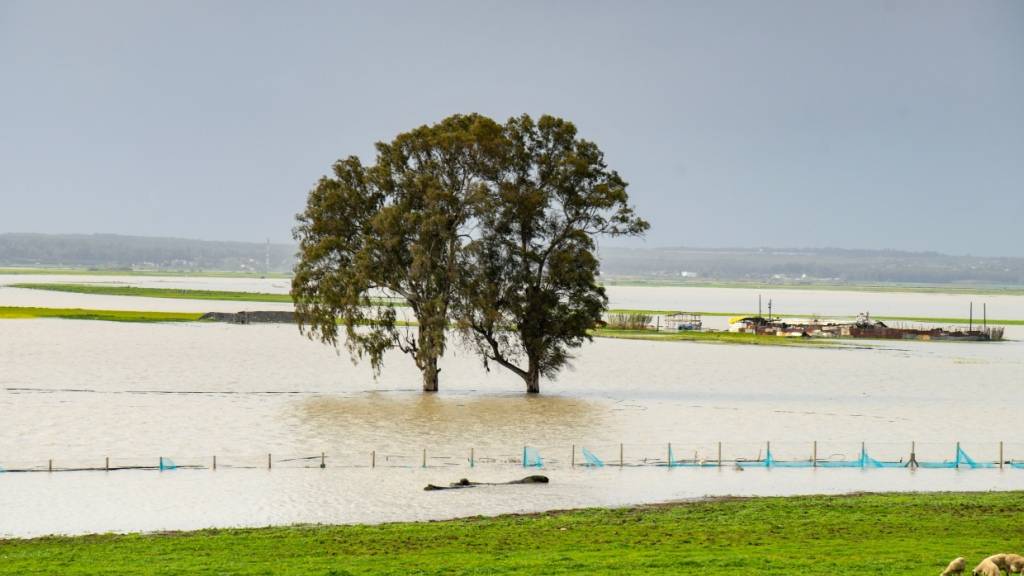ARCHIV - Ein Baum steht in einem Überschwemmungsgebiet in Marokko. Foto: Uncredited/AP/dpa