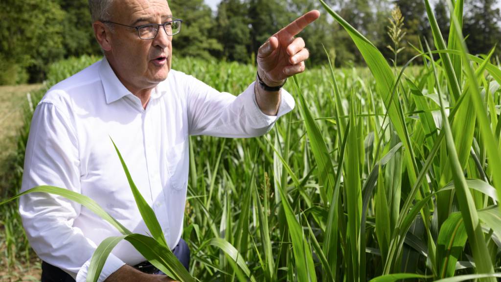 Parmelin informiert sich über Futterpflanzen für trockene Sommer