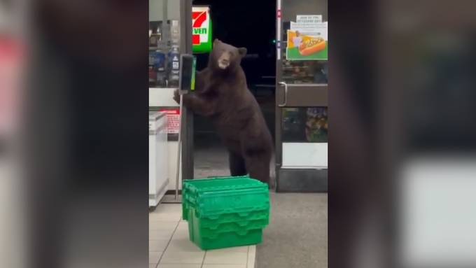 7-Eleven-Mitarbeiterin von hungrigem Bären überrascht