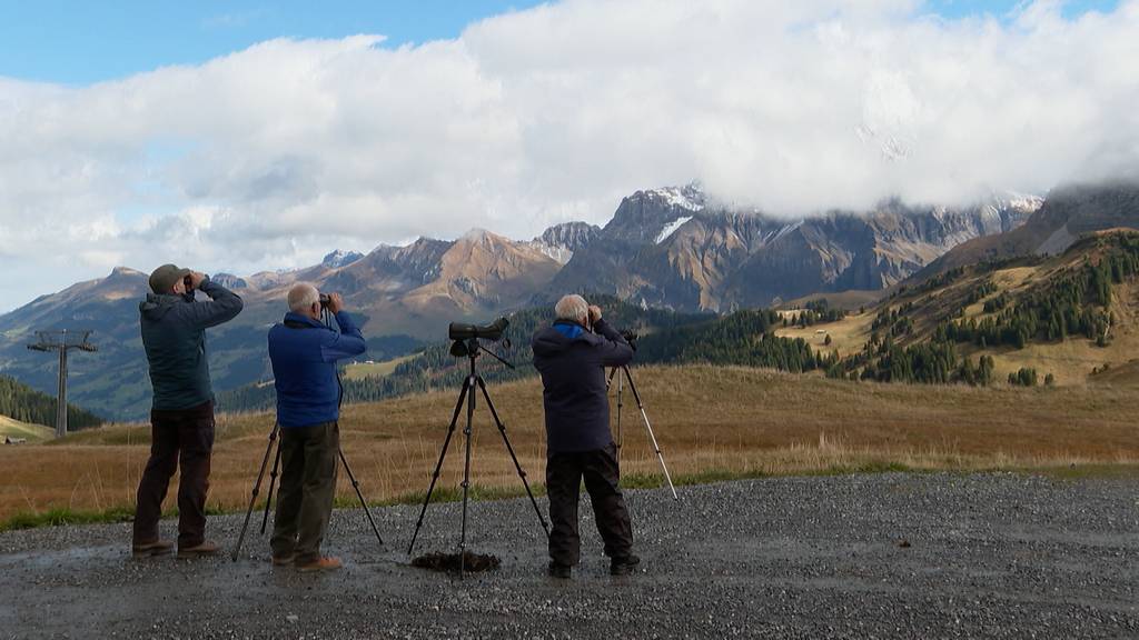 Im Berner Oberland ziehen Millionen Vögel in den Süden