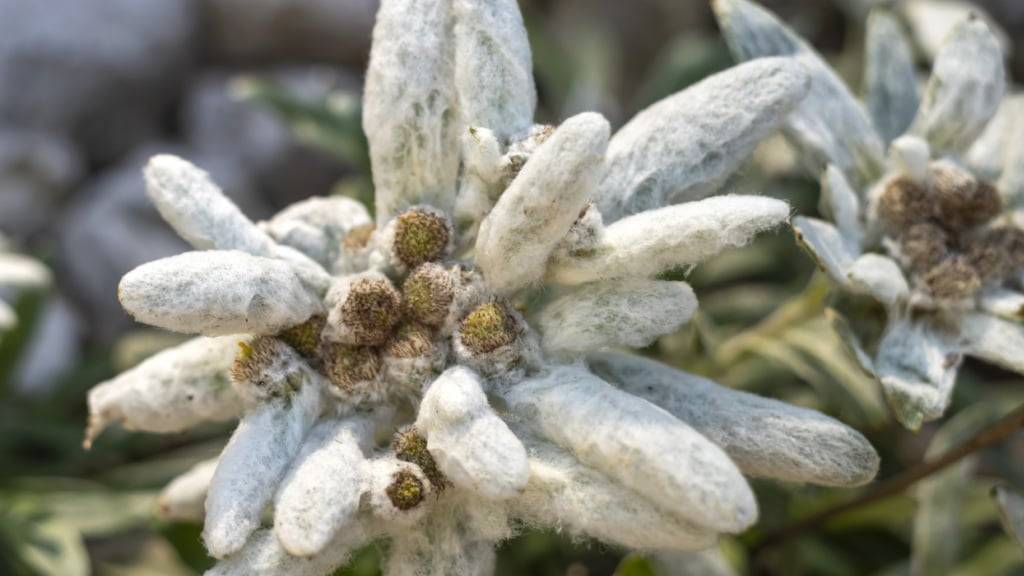 Der Botanische Garten Flore-Alpe wurde 1927 von Jean-Marcel Aubert gegründet, dessen Nazi-Vergangenheit am Donnerstag erläutert wurde. (Archivbild)