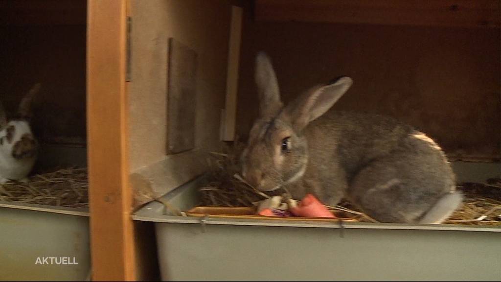 Kein Interesse mehr: Kaninchen auch im Winter ausgesetzt