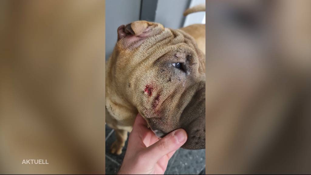 Lenzburg: Freilaufender Hund beisst Artgenosse – Halterin ergreift die Flucht