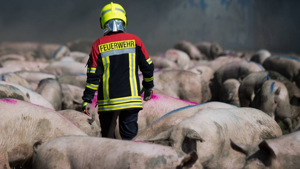 Nur 1'300 Tiere konnten durch die Feuerwehr aus den Flammen gerettet werden.