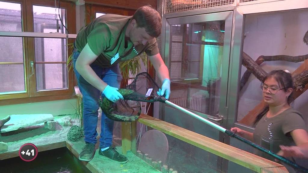 Zoodirektor Tobias Blaha erforscht eine unbekannte Krokodil-Art