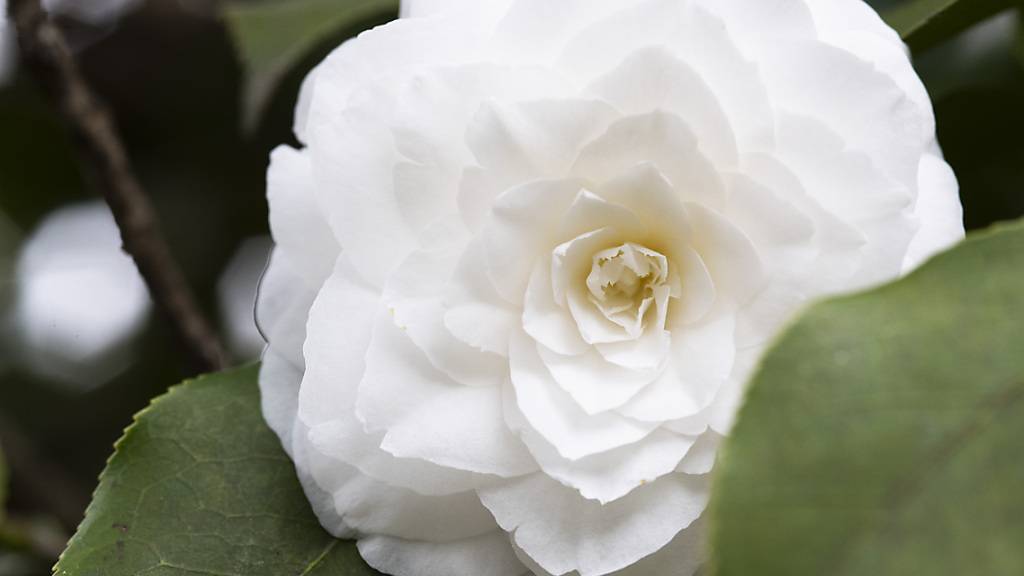 Vorboten des Frühlings: Mit der Kamelienschau in Locarno kündigt sich die wärmere Jahreszeit an.