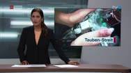 Tauben-Streit