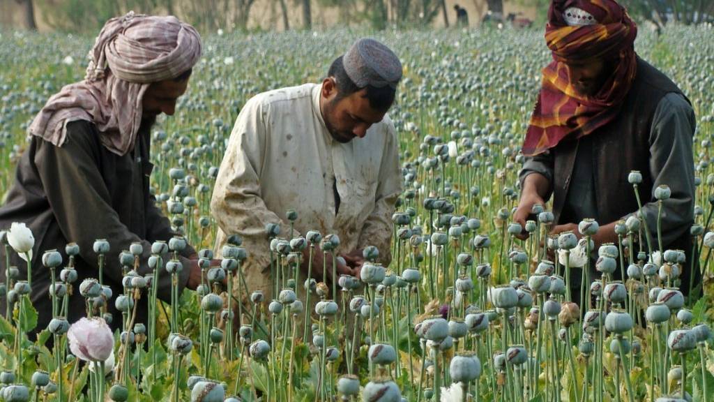 UN: Opiumanbau seit 2022 um 95 Prozent zurückgegangen