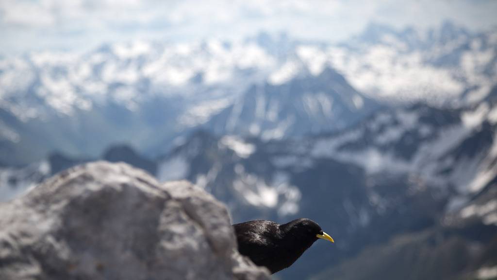 Die Alpen erschweren gewissen Vogelarten die Flucht vor dem Klimawandel. (Symbolbild)