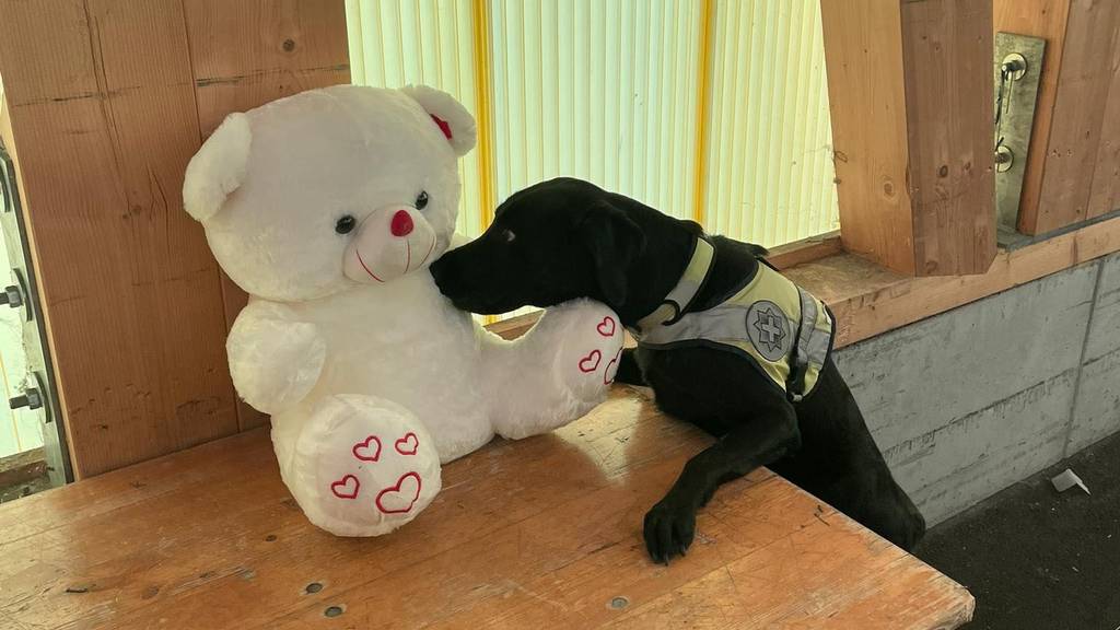 Polizeihund Gino entdeckt Haschisch-Teddybär am Flughafen Zürich