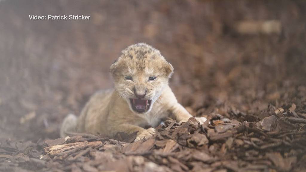 Löwenbaby im Walter Zoo: Gossau freut sich über königlichen Nachwuchs