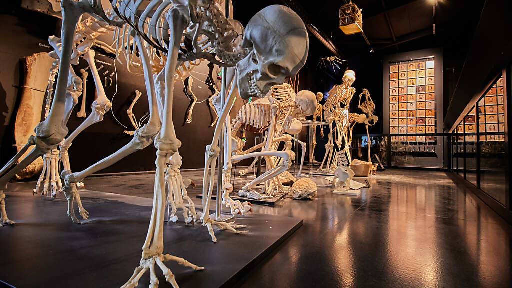 Der «Skelettgarten» in der Kulturama-Dauerausstellung «Wer wir sind». Der Kanton Zürich unterstützt die Erneuerung der Hauptausstellungen mit einer Million Franken. (Archivbild)