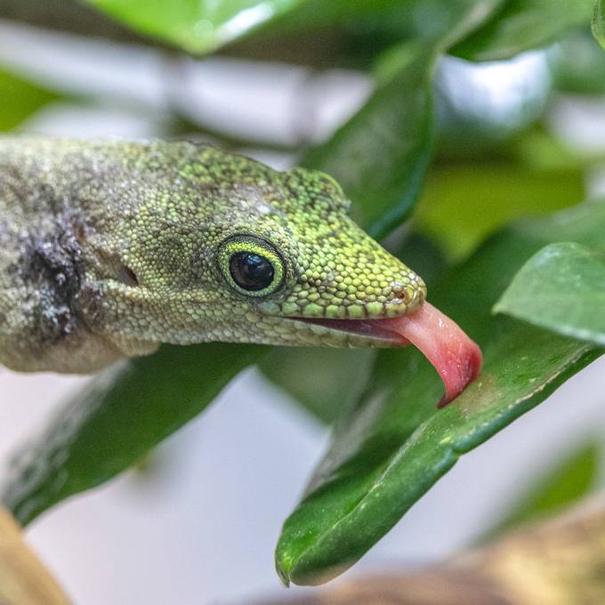 Diese gefährdeten Gecko-Arten sind im Zoo Zürich eingezogen